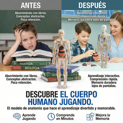AnatoX™ — El cuerpo humano explicado fácil y rápido - 29 piezas